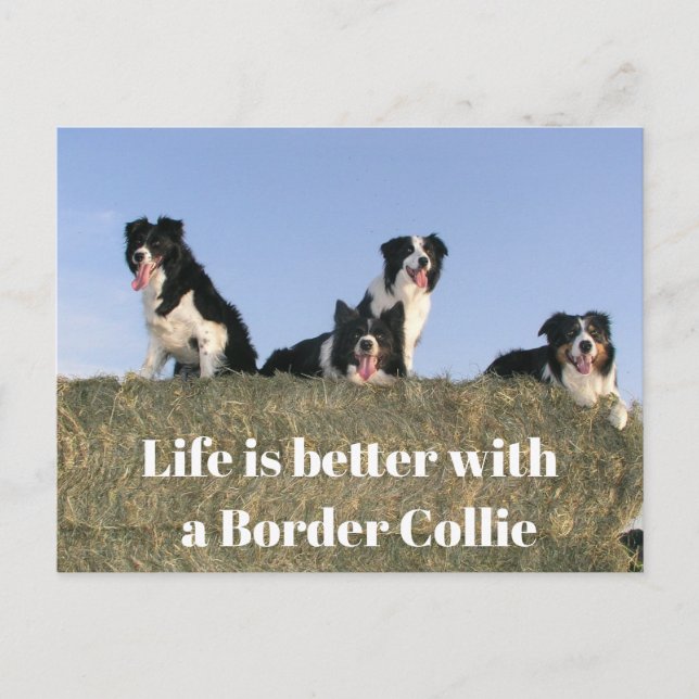 Carte Postale Chiens adorables (Devant)