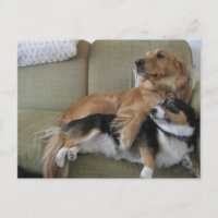 Chiens amusants Cuddt Golden Retriever Corgi