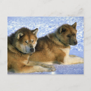 Carte Postale Chiens canadiens de traîneau Eskimo