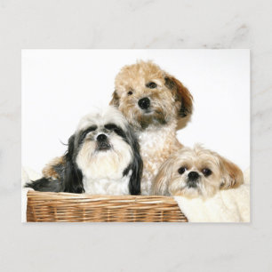 Carte Postale Chiens dans la corbeille