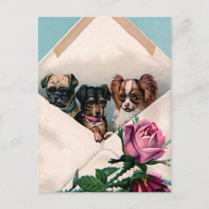 Carte Postale Chiens dans une enveloppe