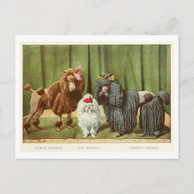 Carte postale Chiens de caniche (Devant)