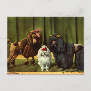 Carte Postale Chiens de caniche vintages