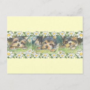 Carte Postale Chiens de marais Chiens de Yorkie Chipies