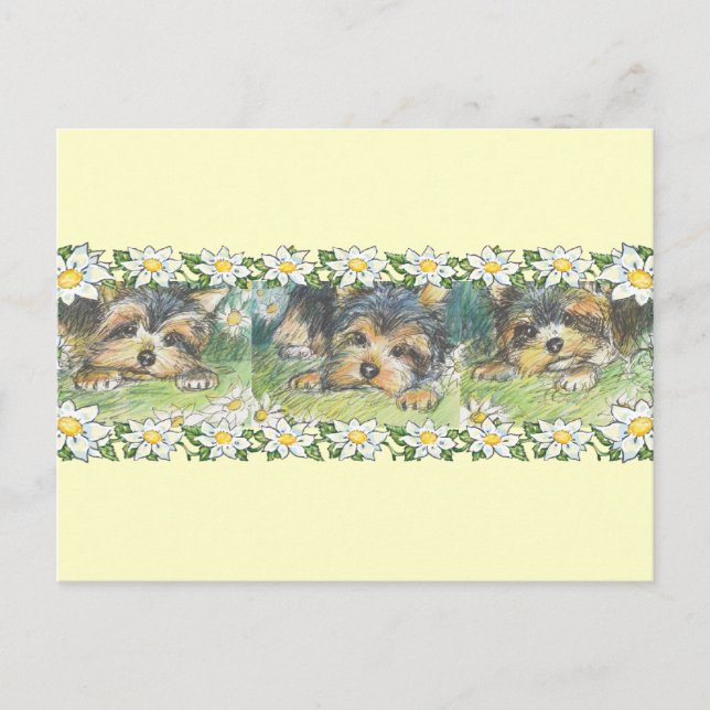 Carte Postale Chiens de marais Chiens de Yorkie Chipies (Devant)