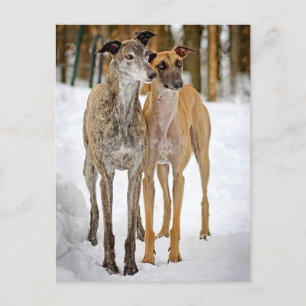 Carte Postale Chiens De Marionnettes Grise-Robe-Brindle Et Chaus