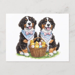 Carte Postale Chiens de montagne bernois de Pâques