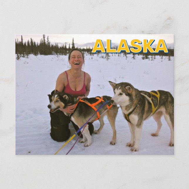 Carte Postale Chiens De Motoneige En Alaska (Devant)