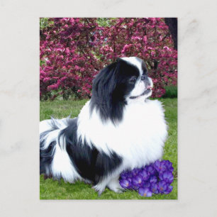 Carte Postale Chiens de Pékin Parti-Color