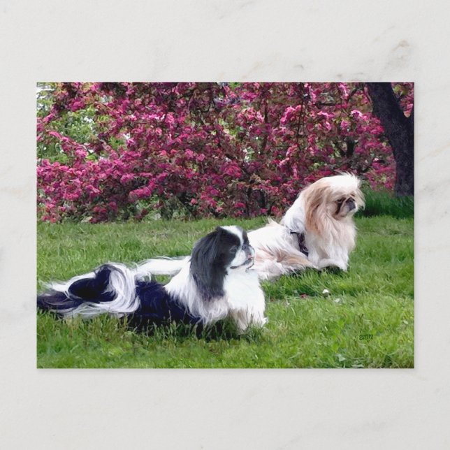 Carte Postale Chiens de Pékin Parti-Couleur (Devant)