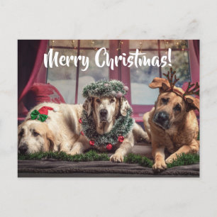 Carte Postale Chiens de photos amusants dans les Antlers de Noël