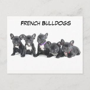 Carte Postale Chiens de taureau français mignons
