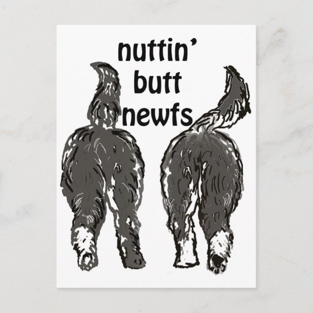 Carte Postale Chiens de Terre-Neuve (Devant)