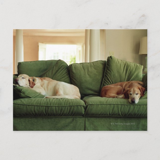 Carte Postale Chiens dormant sur un canapé (Devant)