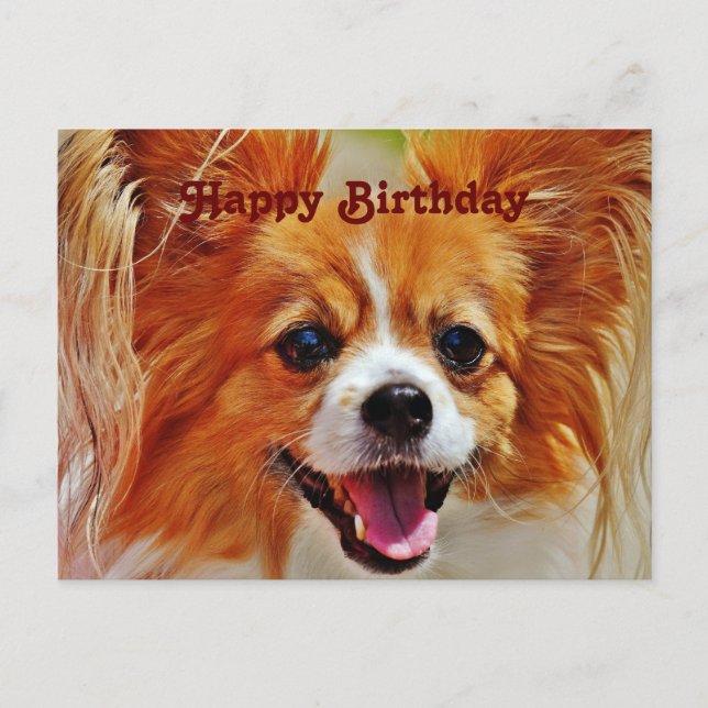 Carte Postale Chiens drôles Joyeux Anniversaire (Devant)