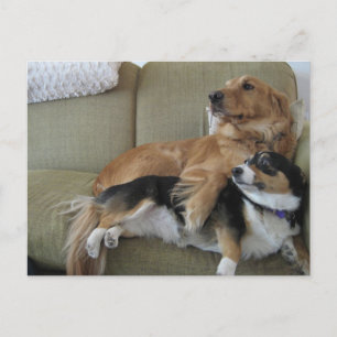Carte Postale Chiens drôles se câlinant Retriever doré Corgi mig