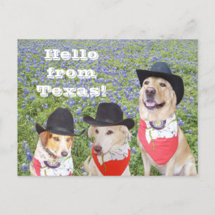 Carte Postale Chiens du Texas en Bluebonnets