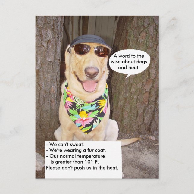 Carte Postale Chiens et chaleur (Devant)