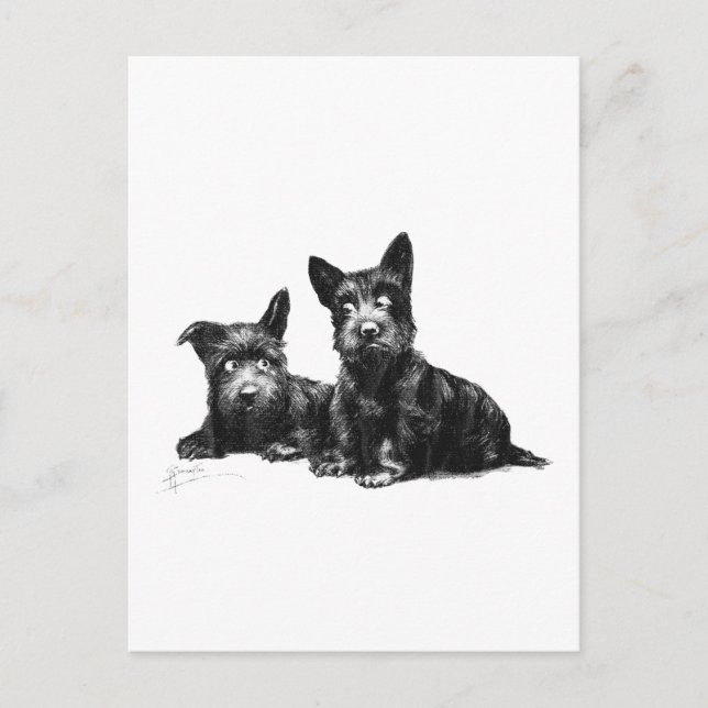 CARTE POSTALE CHIENS ÉTENDUS VÉRIFIER ET RECHERCHER (Devant)