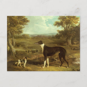 Carte Postale Chiens, Greyhound et Espagnol, Docteur Fop par Her