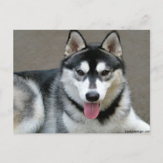 Carte Postale Chiens malamuts d'Alaska