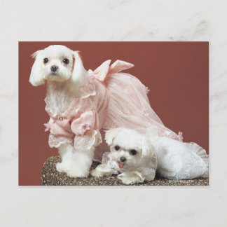 Carte Postale Chiens maltais