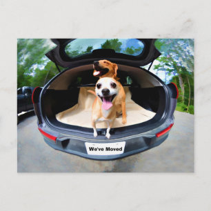 Carte Postale Chiens Mignons Drôle Aller En Voiture Circuler
