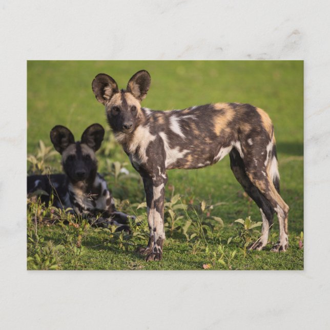 Carte Postale Chiens sauvages africains en Tanzanie (Devant)