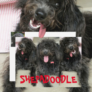 Carte Postale Chiens Shepadoodles Idiots