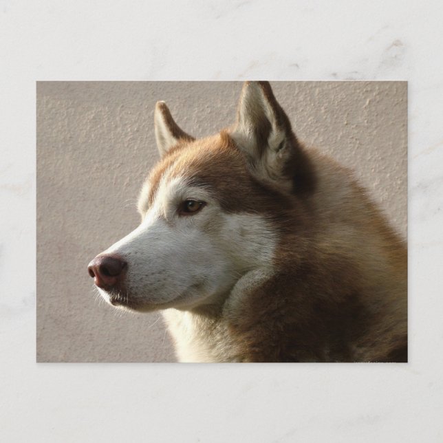 Carte Postale Chiens sibériens Husky (Devant)