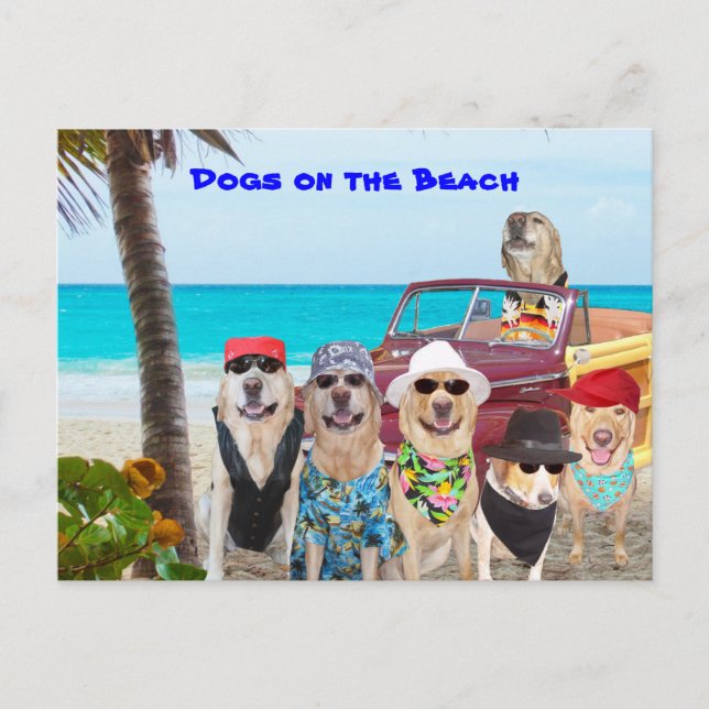 Carte Postale Chiens sur la plage (Devant)