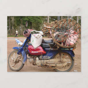 Carte Postale Chiens sur moto-Cambodge