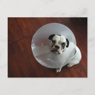 Carte Postale Chiffre de taureau français