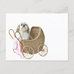 Carte Postale Chih Tzu baby buggy