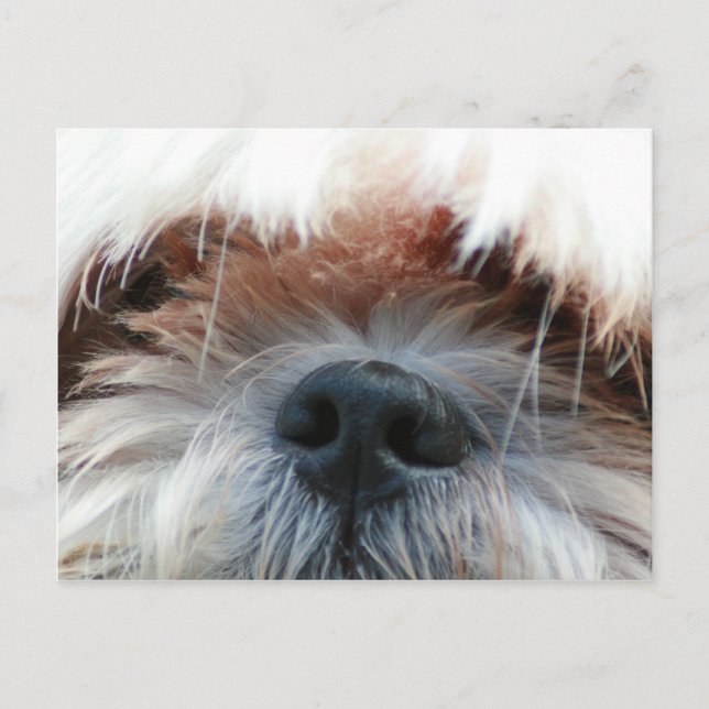 Carte Postale chih tzu chien chiot mignonette photo visage cadea (Devant)