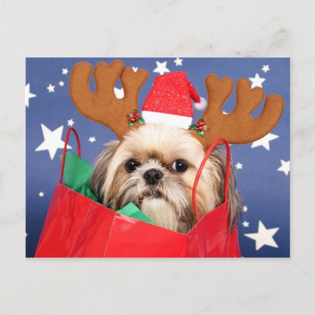 Carte Postale Chih Tzu chien dans un sac rouge (Devant)