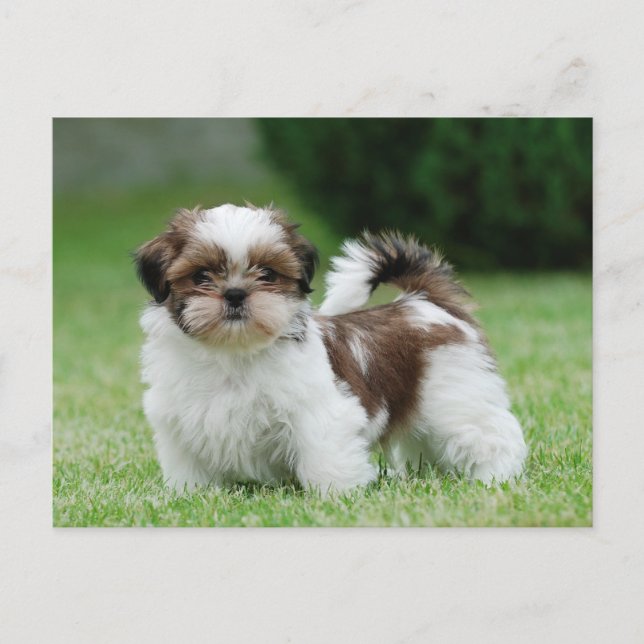 Carte Postale Chih tzu chiot (Devant)