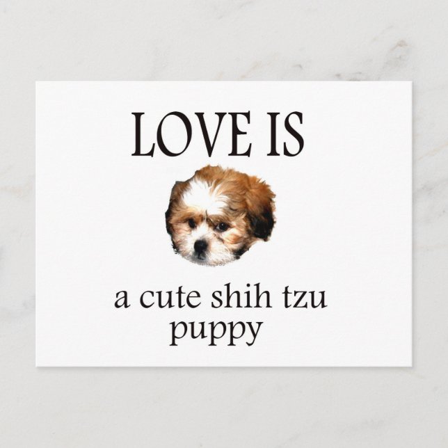Carte Postale Chih Tzu Puppy (Devant)
