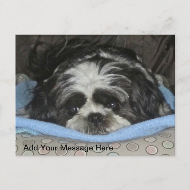 Carte postale Chih Tzu Puppy (Devant)