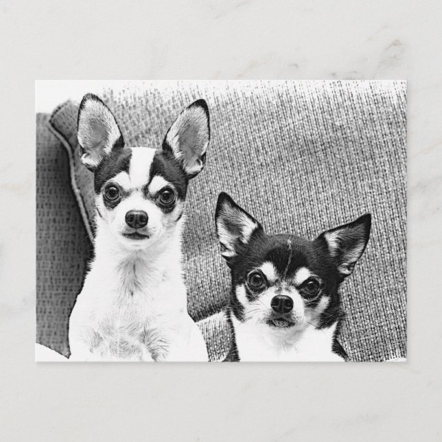 Carte Postale Chihuahua (Devant)
