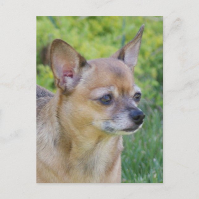 Carte Postale Chihuahua (Devant)