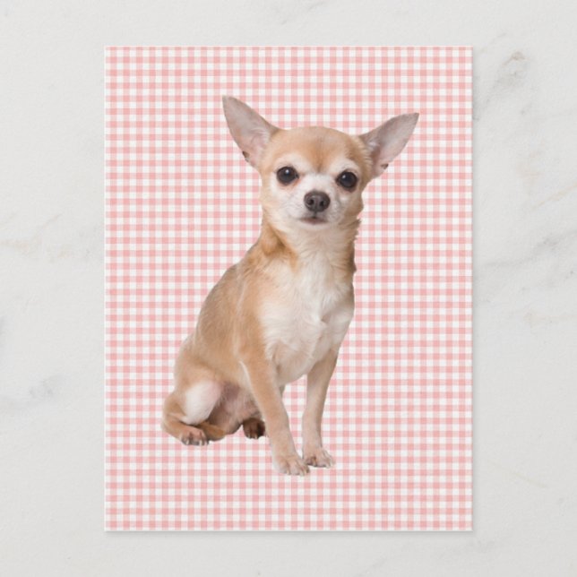 Carte Postale Chihuahua (Devant)