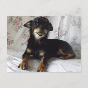 carte postale chihuahua