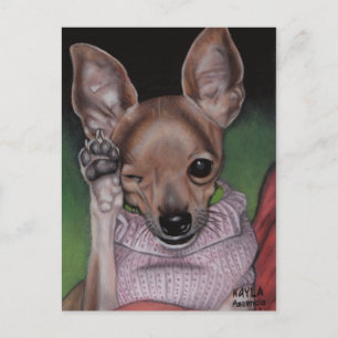 Carte postale Chihuahua
