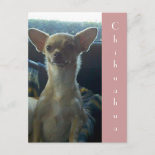 Carte postale Chihuahua