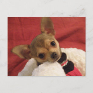 Carte postale chihuahua