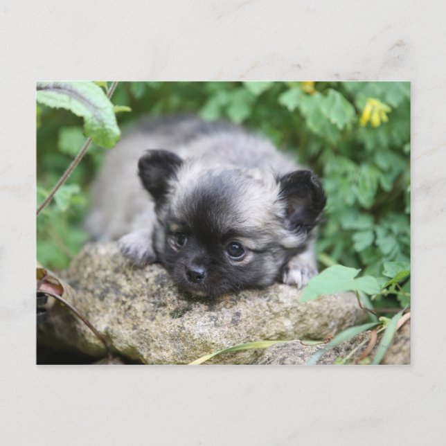 Carte Postale Chihuahua (Devant)