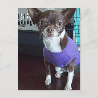 Carte postale Chihuahua