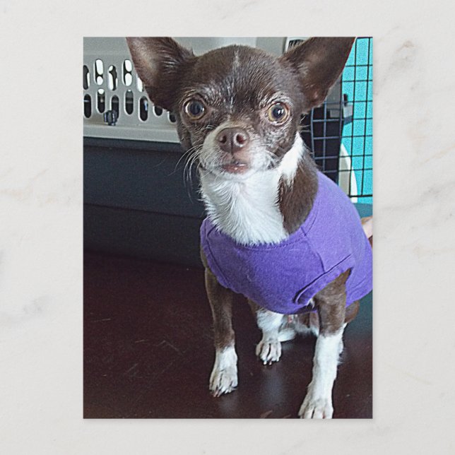 Carte postale Chihuahua (Devant)