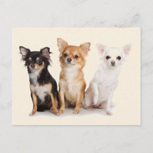 CARTE POSTALE CHIHUAHUA